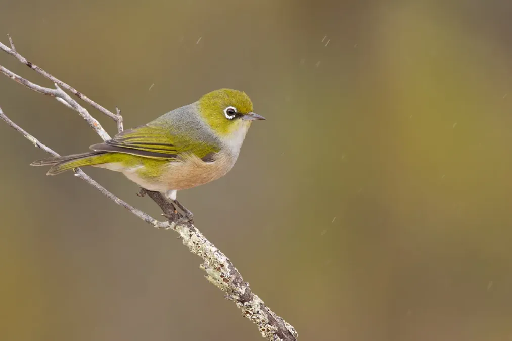 File:Silvereye (Zosterops lateralis) (16744038584).jpg