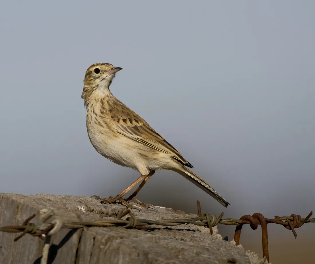 File:Australian Pipit (Anthus australis) (17214279330).jpg