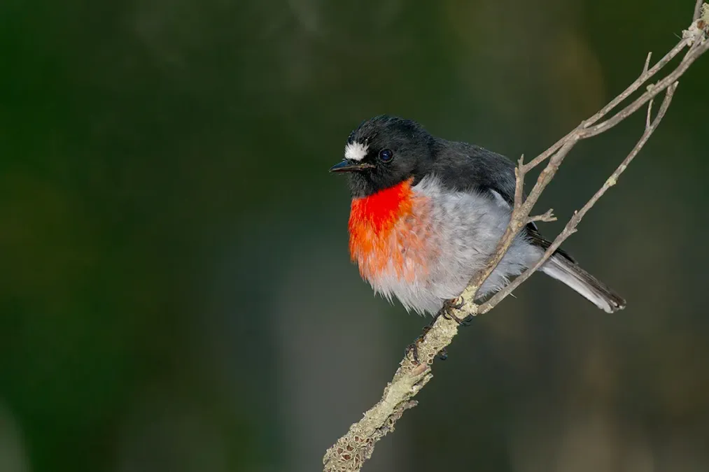 File:Scarlet Robin (Petroica boodang) (17227946826).jpg