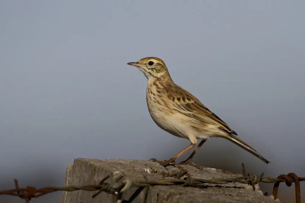 File:Australian Pipit (Anthus australis) (17214278250).jpg