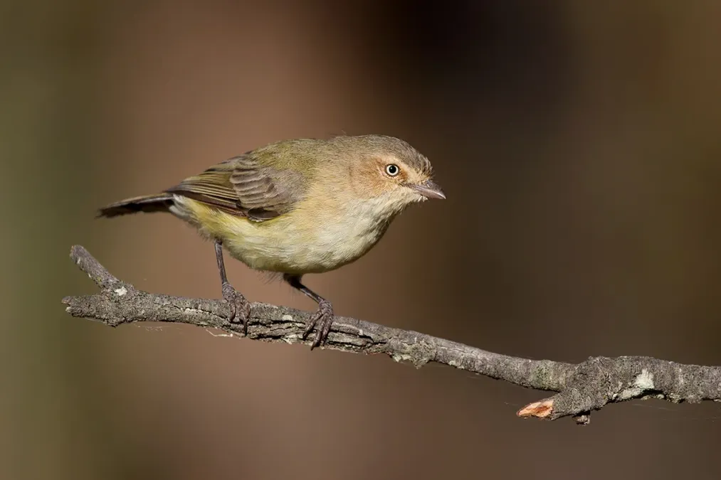 File:Weebill (Smicrornis brevirostris) (16716723280).jpg