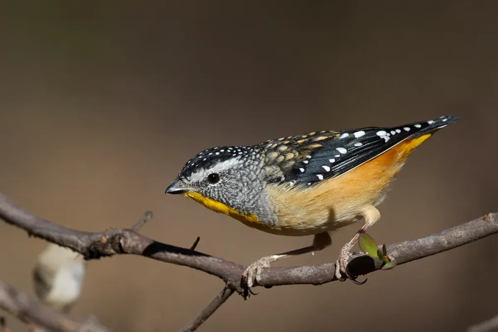 File:Spotted Pardalote (Pardalotus punctatus) male (16179378064).jpg