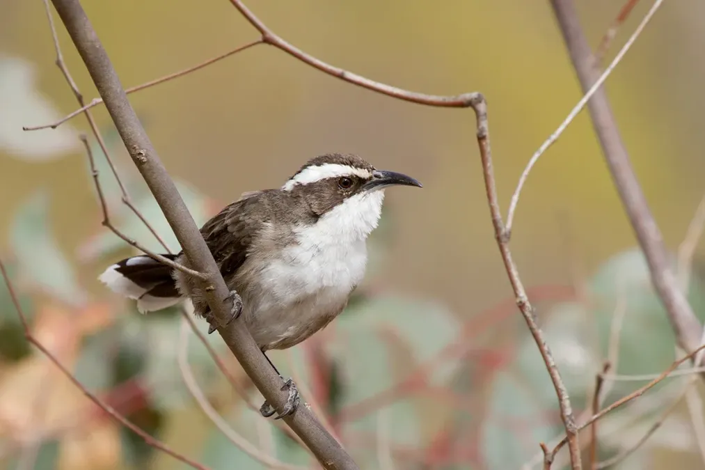 File:White-browed Babbler (Pomatostomus superciliosus) (17086543711).jpg