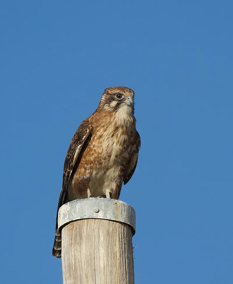 File:Brown Falcon (Falco berigora) (16535140968).jpg