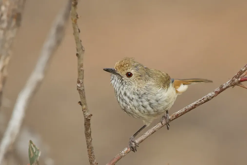 File:Brown Thornbill (Acanthiza pusilla) (16564227348).jpg