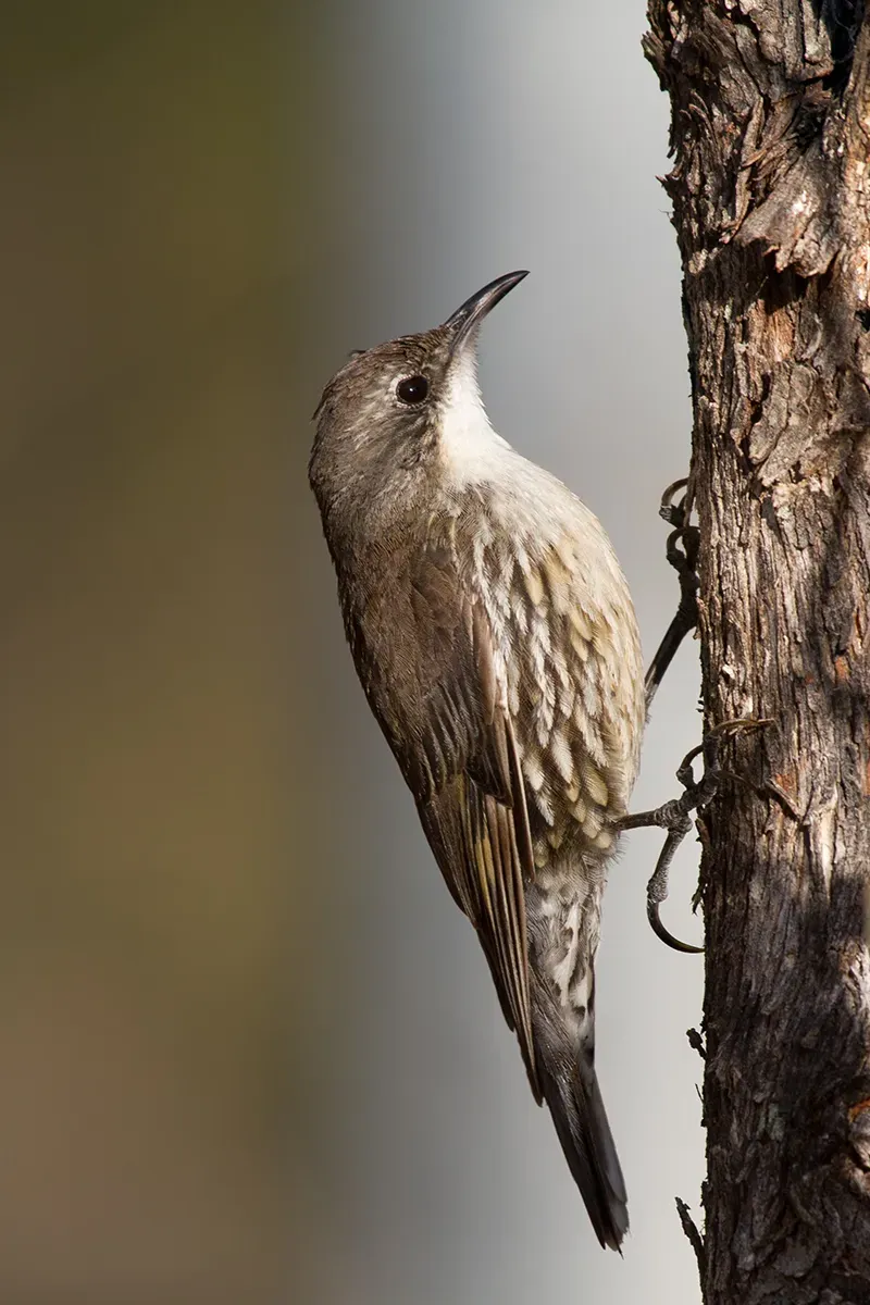 File:White-throated Treecreeper (Cormobates leucophaea) (16491758546).jpg