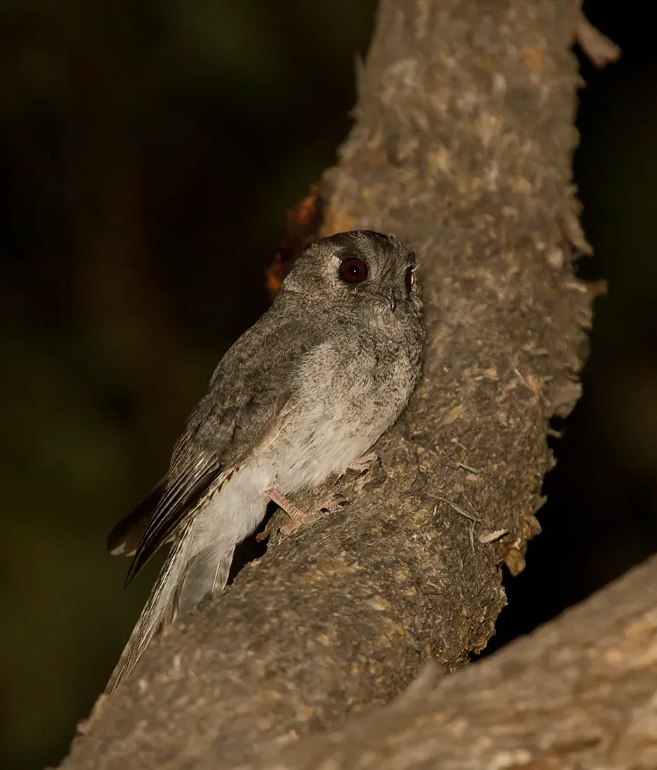 File:Australian Owlet-nightjar (Aegotheles cristatus) (16471502805).jpg