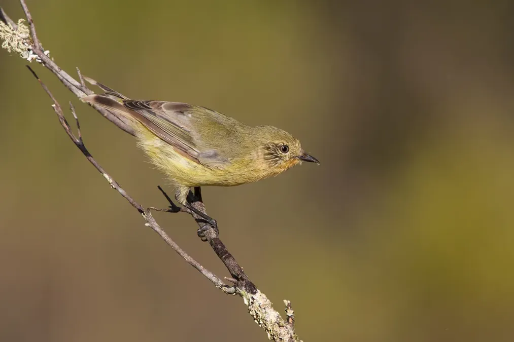 File:Yellow Thornbill (Acanthiza nana) (15895140134).jpg