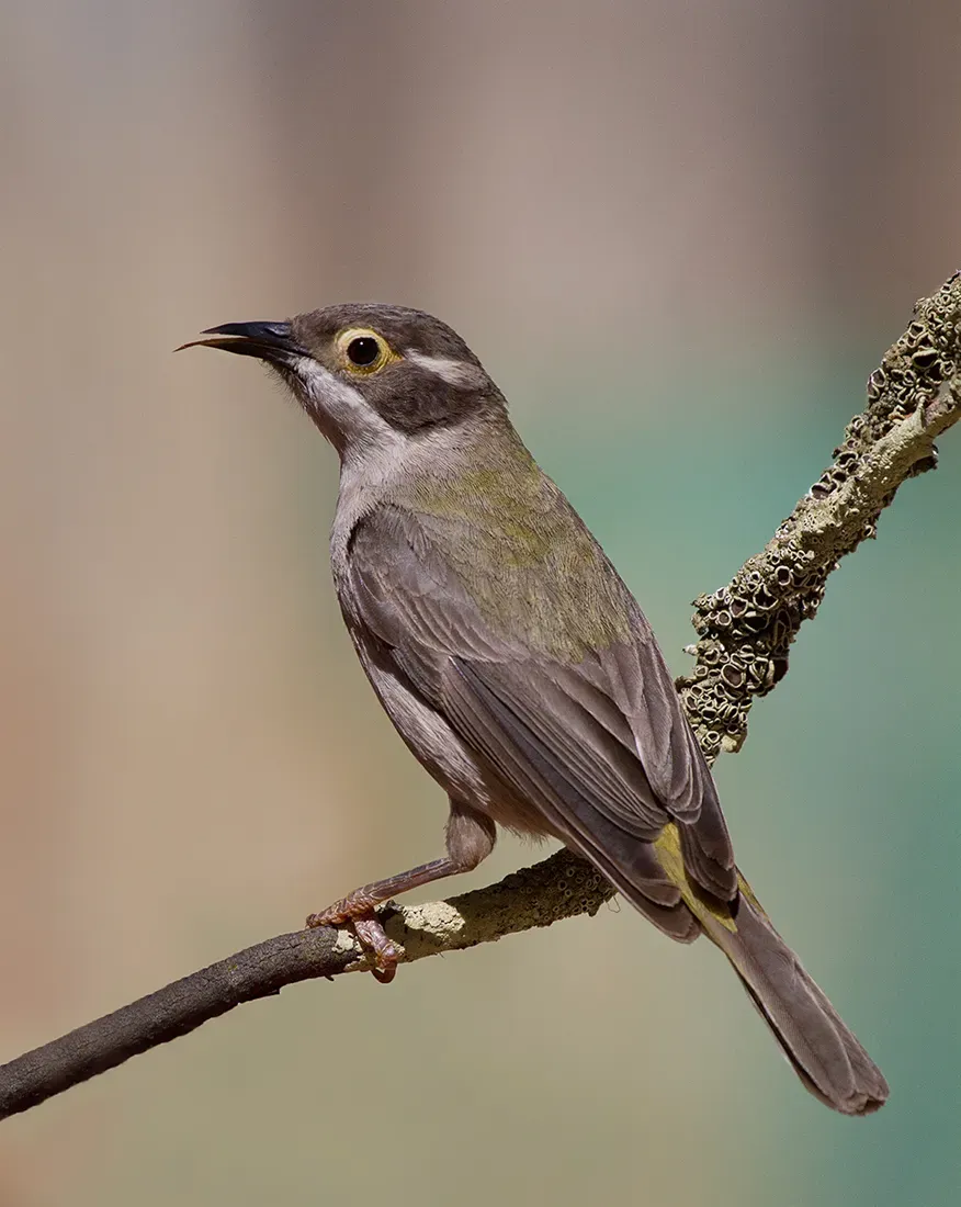 File:Brown-headed Honeyeater (Melithreptus brevirostris) (15987217239).jpg