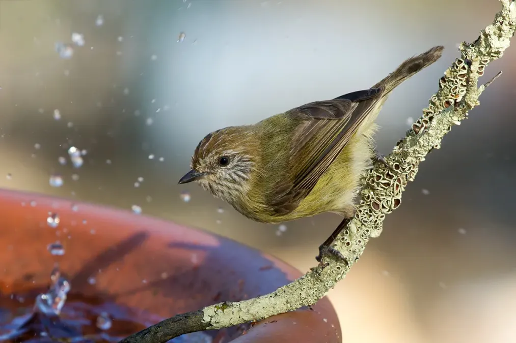 File:Striated Thornbill (Acanthiza lineata) (15996138382).jpg