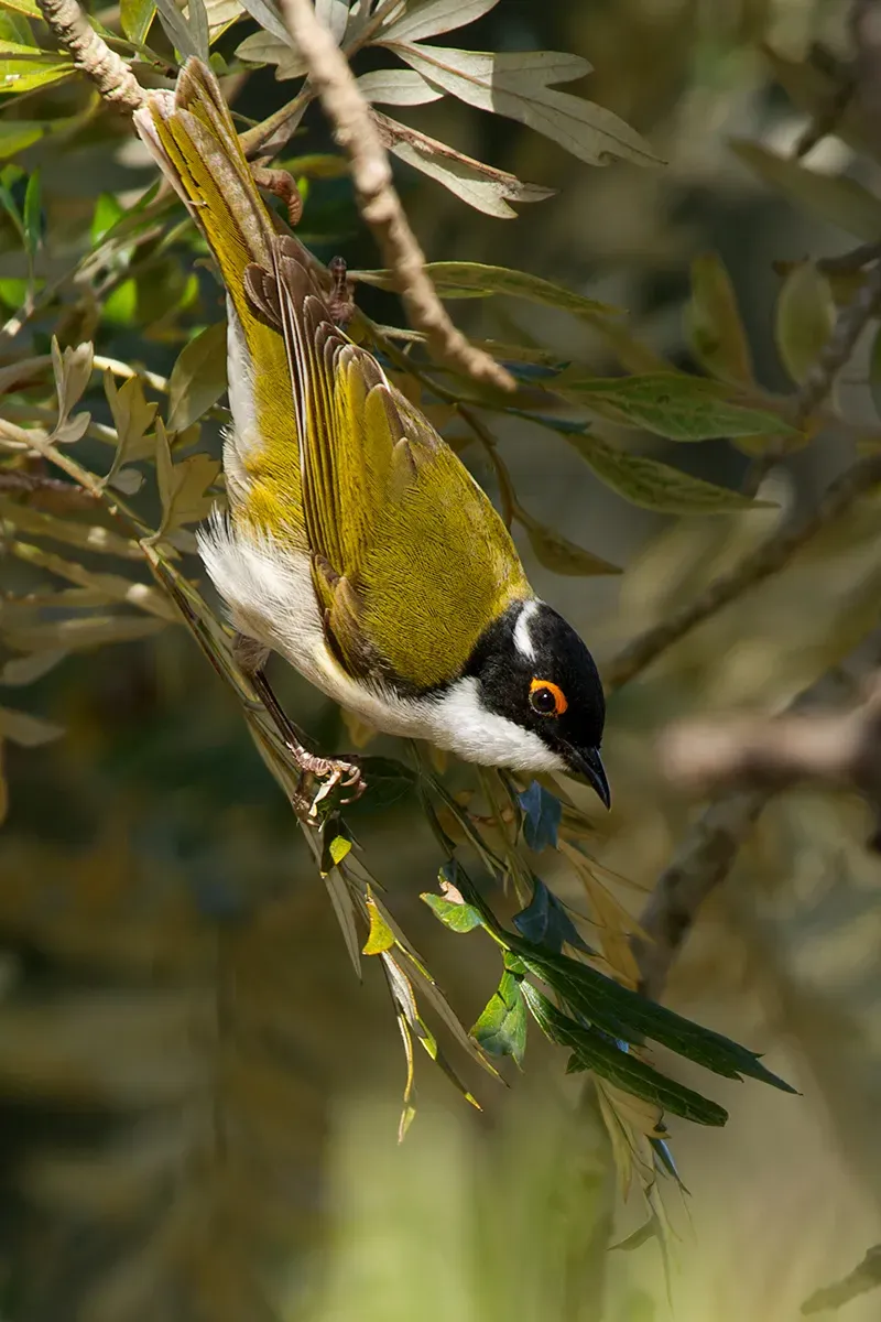 File:White-naped Honeyeater (Melithreptus lunatus) (14940504208).jpg
