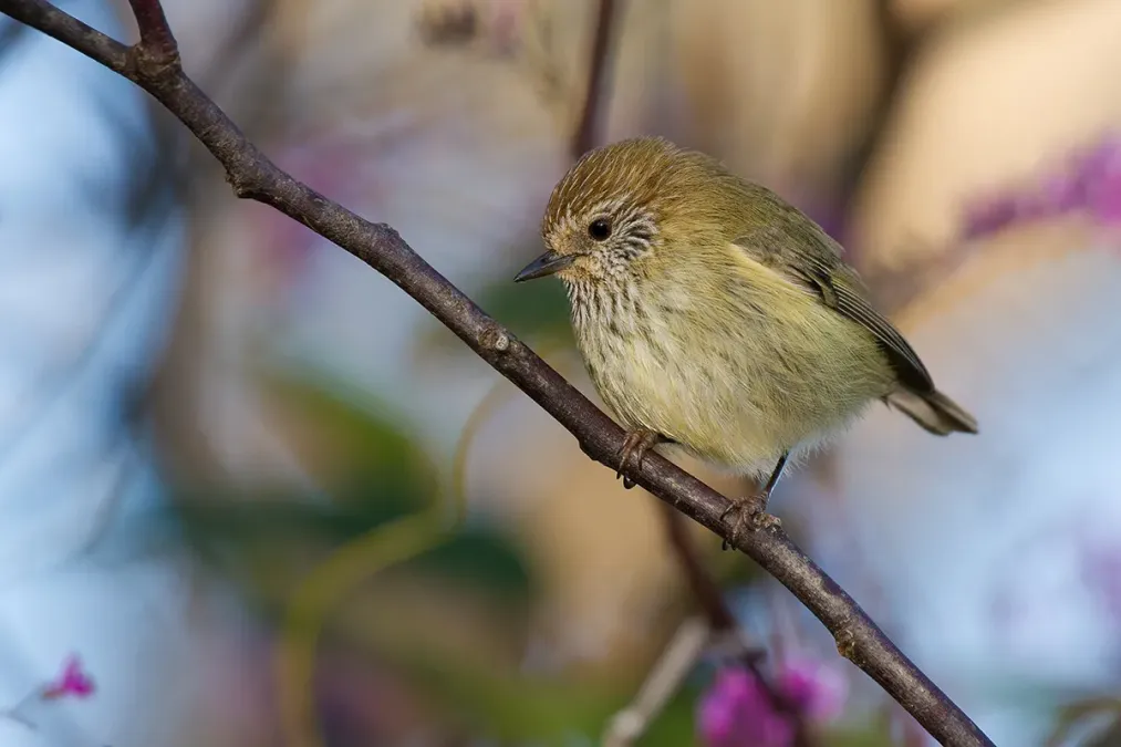 File:Striated Thornbill (Acanthiza lineata) (14747669357).jpg