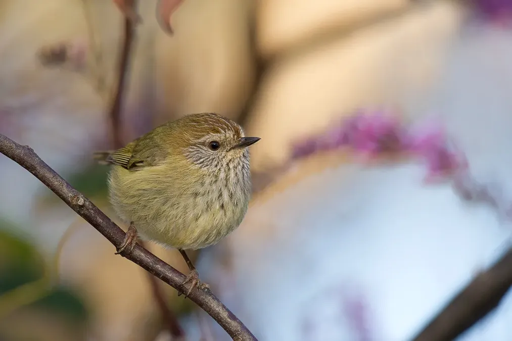File:Striated Thornbill (Acanthiza lineata) (14792399477).jpg