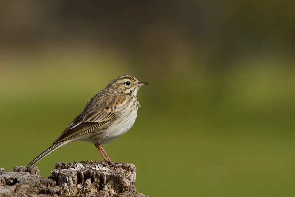 File:Australian Pipit (Anthus australis) (14800213838).jpg