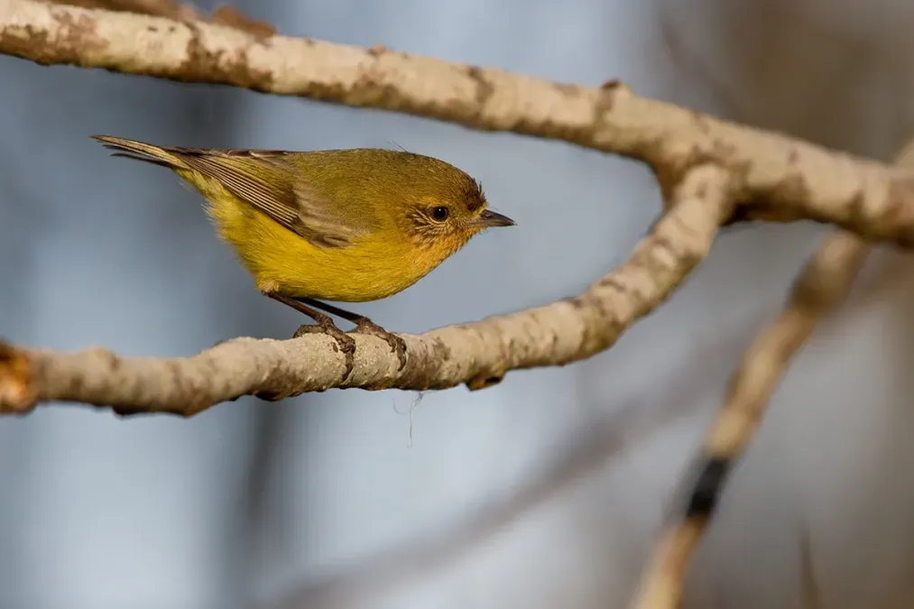 File:Yellow Thornbill (Acanthiza nana) (14878710853).jpg