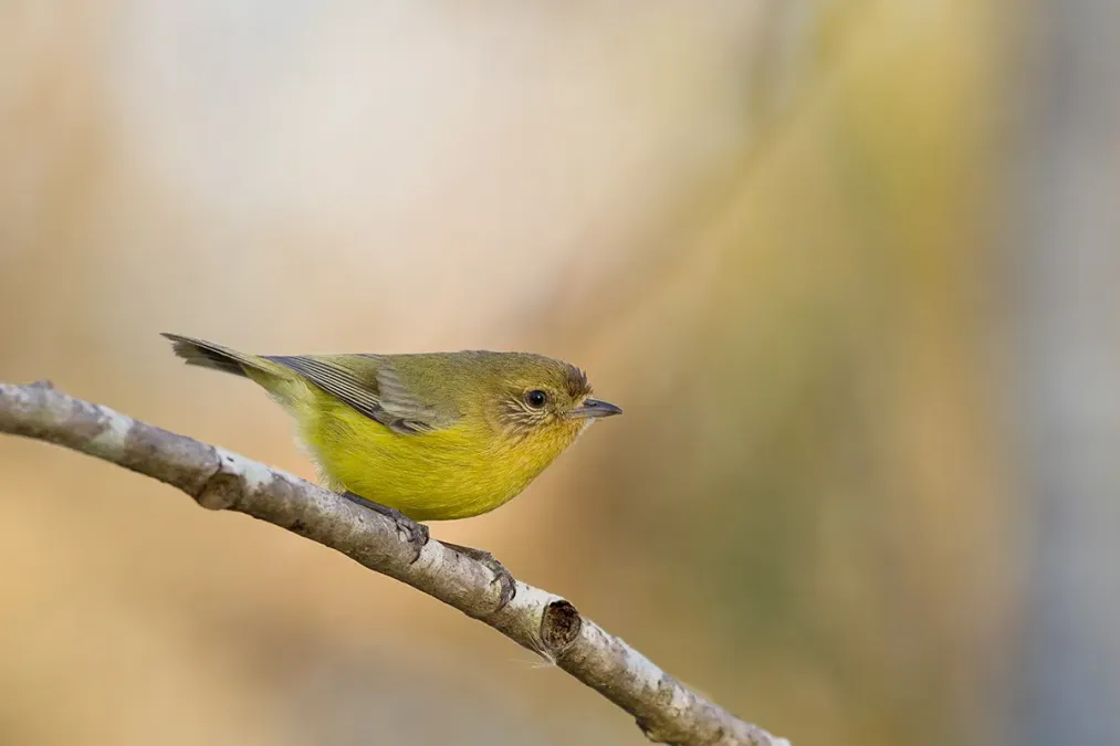 File:Yellow Thornbill (Acanthiza nana) (14672299727).jpg
