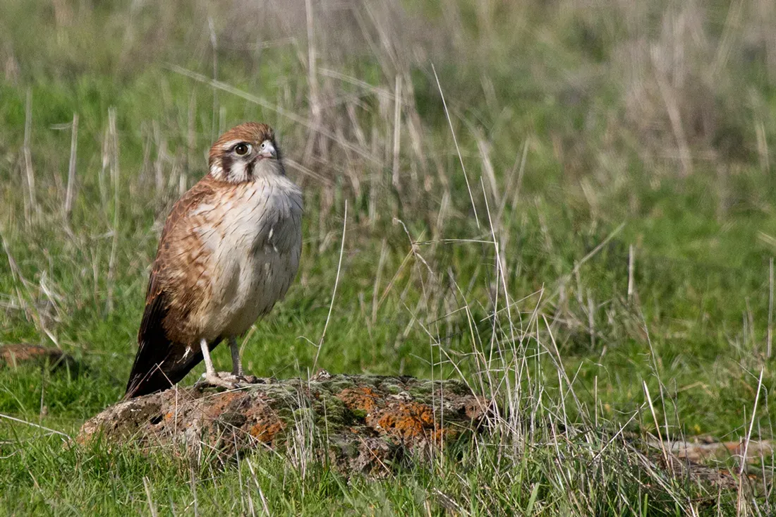 File:Brown Falcon (Falco berigora) (14639910094).jpg