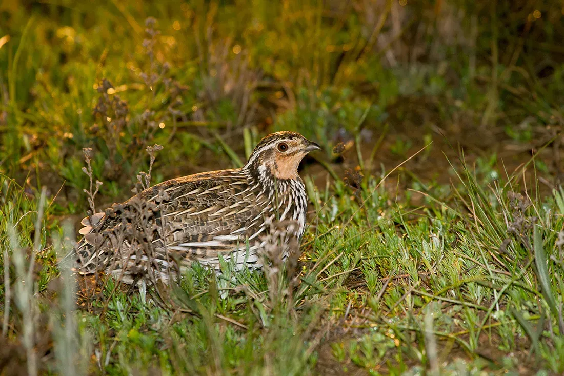 File:Stubble Quail (Coturnix pectoralis) male (14377891677).jpg
