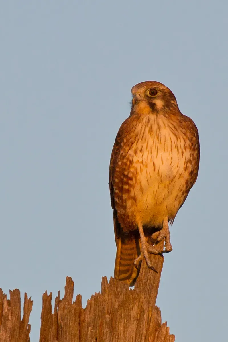 File:Brown Falcon (Falco berigora) (14257437314).jpg