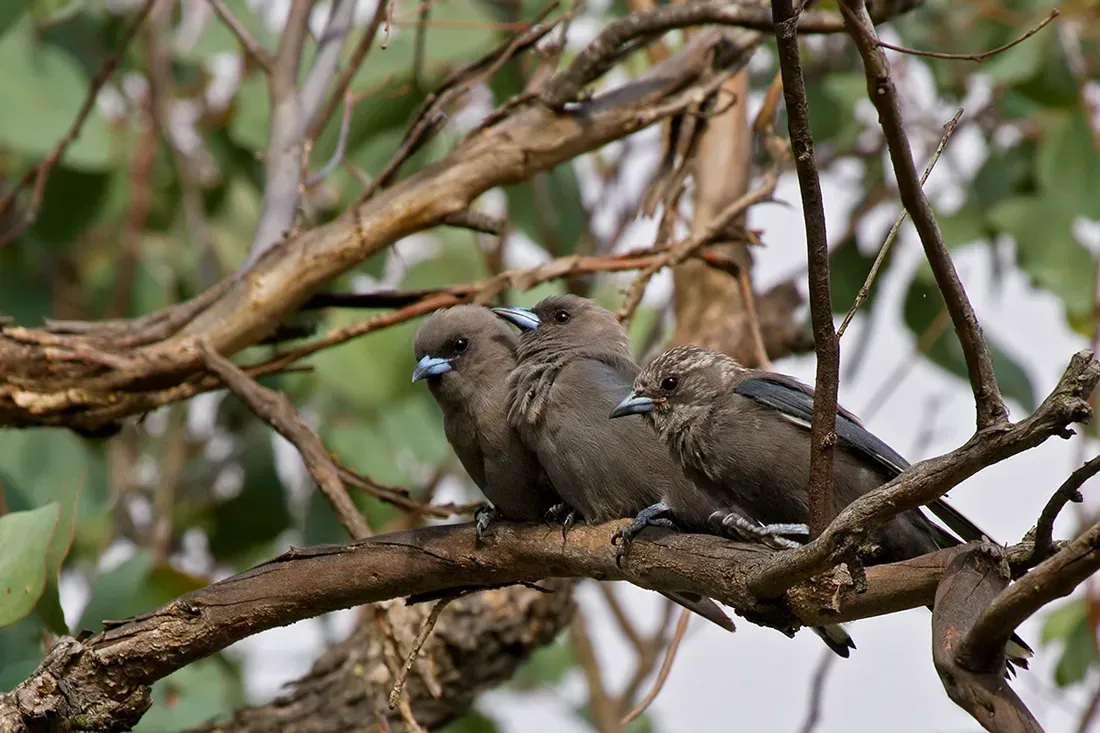 File:Dusky Woodswallow (Artamus cyanopterus) (13056683473).jpg