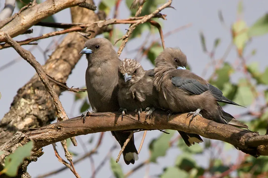 File:Dusky Woodswallow (Artamus cyanopterus) (12985742464).jpg
