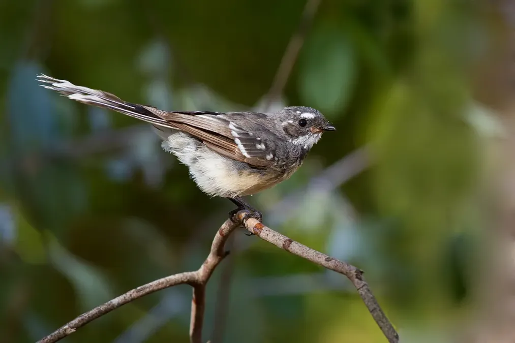 File:Grey Fantail (Rhipidura albiscapa) (12477106103).jpg