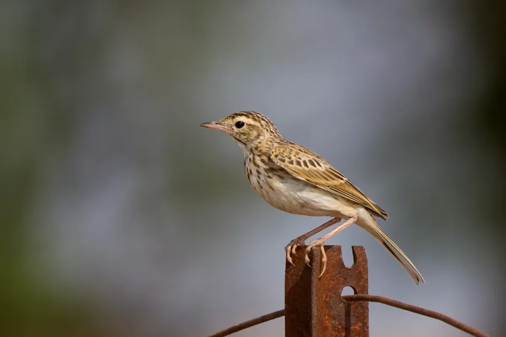 File:Australian Pipit (Anthus australis) (12169560893).jpg