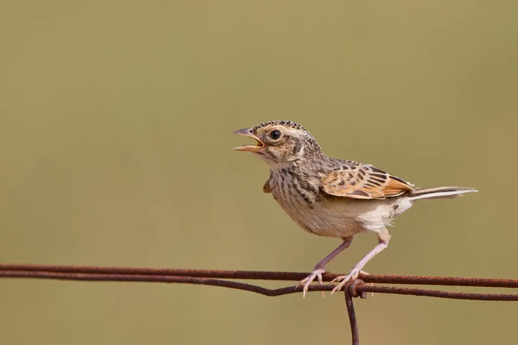 File:Horsfield's Bushlark (Mirafra javanica) (12100175043).jpg