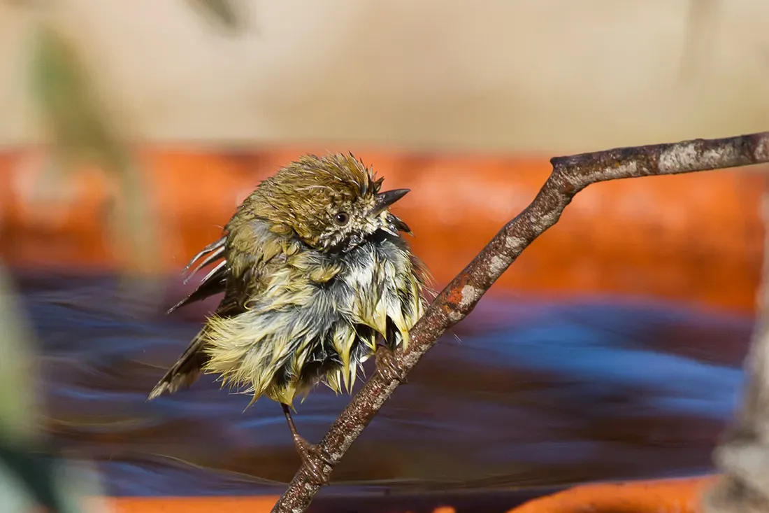 File:Striated Thornbill (Acanthiza lineata) (9895436776).jpg
