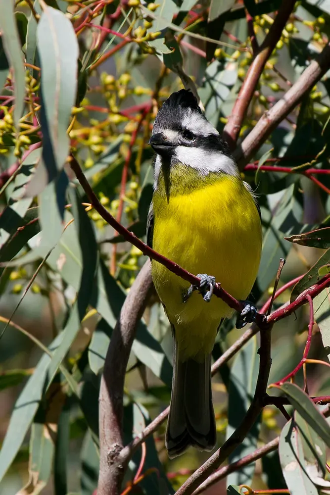 File:Crested Shrike-tit (Falcunculus frontatus) (9413013053).jpg