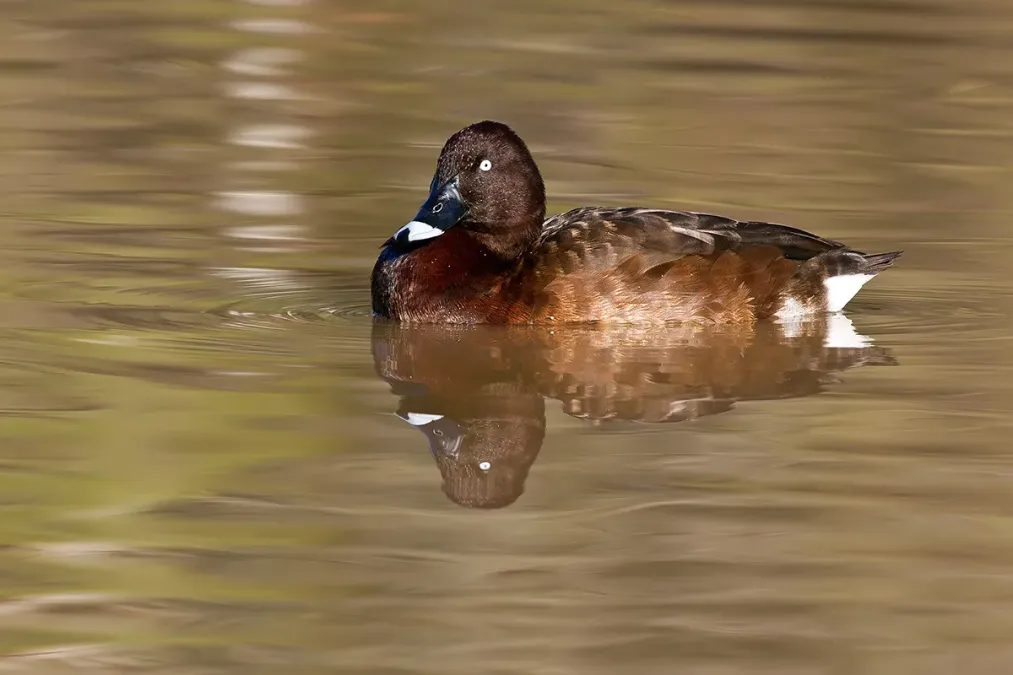 File:Hardhead male (Aythya australis) (9362635855).jpg
