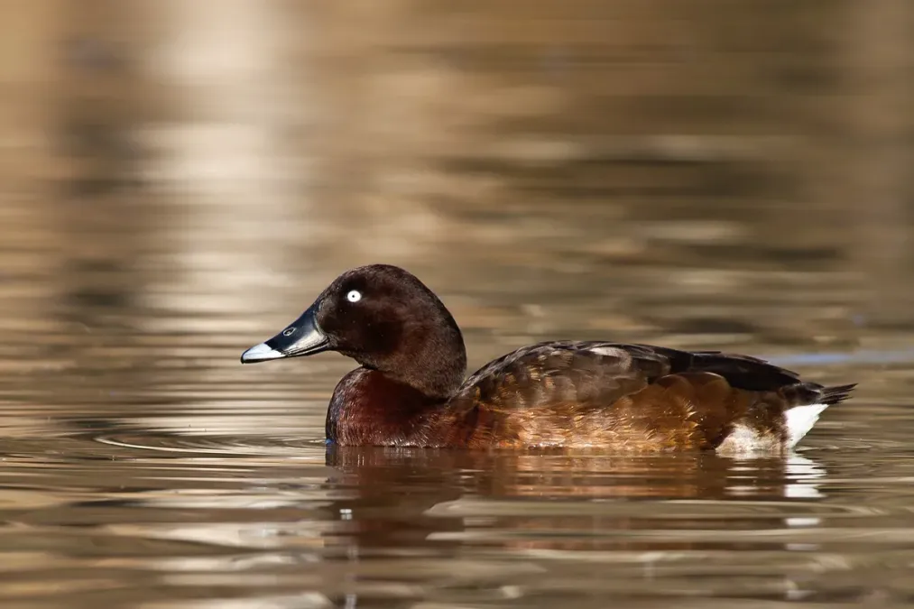 File:Hardhead male (Aythya australis) (9381202899).jpg