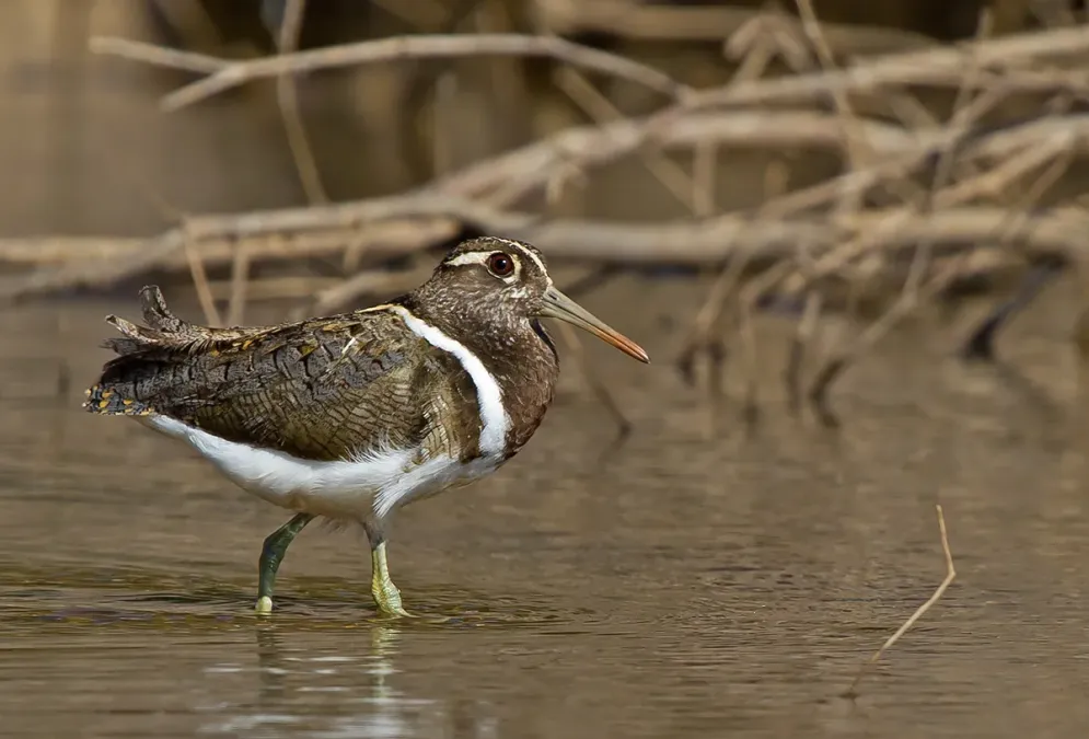 File:Australian Painted-snipe (Rostratula australis) (8470799026).jpg