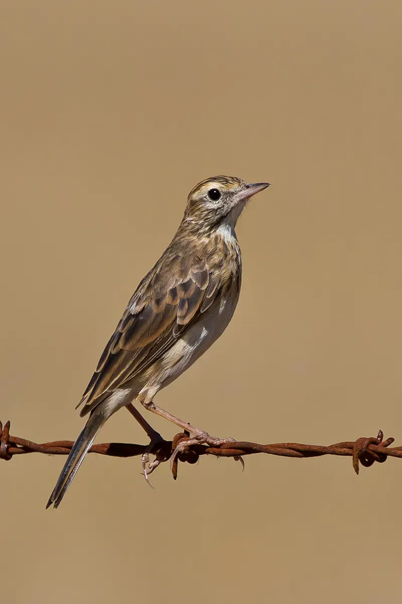 File:Australian Pipit (Anthus australis) (8387949053).jpg