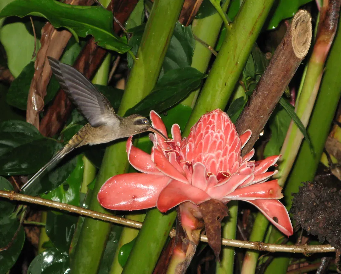 File:Phaethornis longirostris.jpg