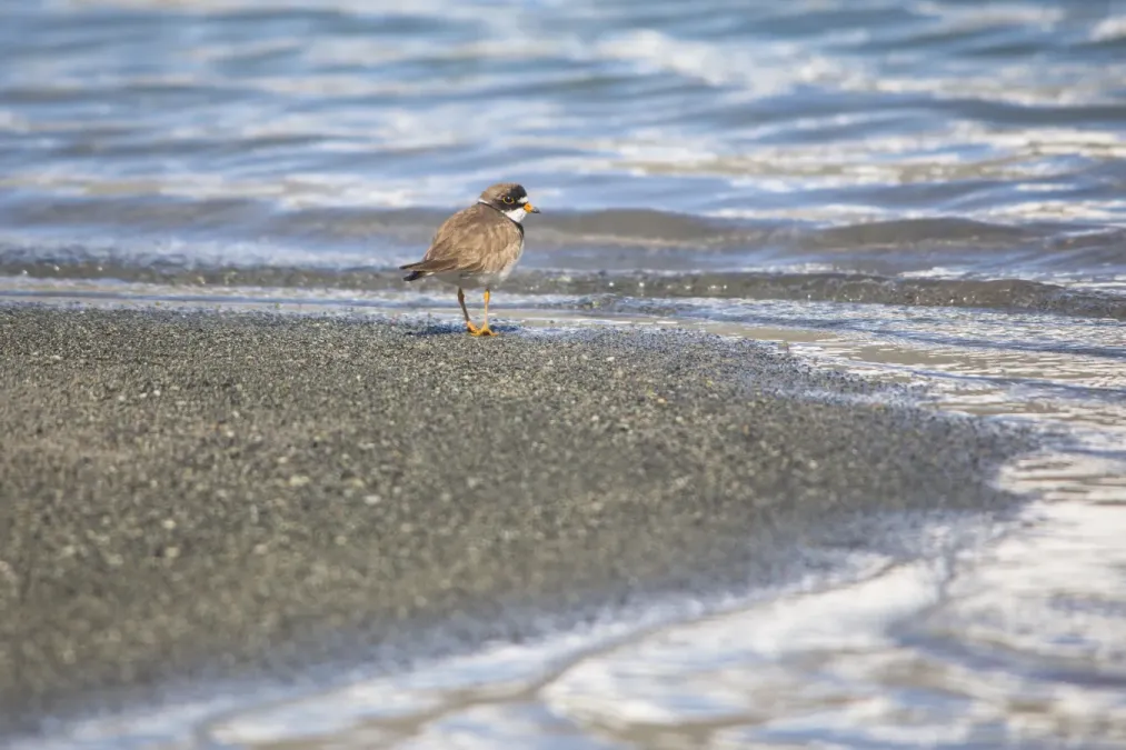 File:Semipalmated Plover - Charadrius semipalmatus (21410022448).jpg