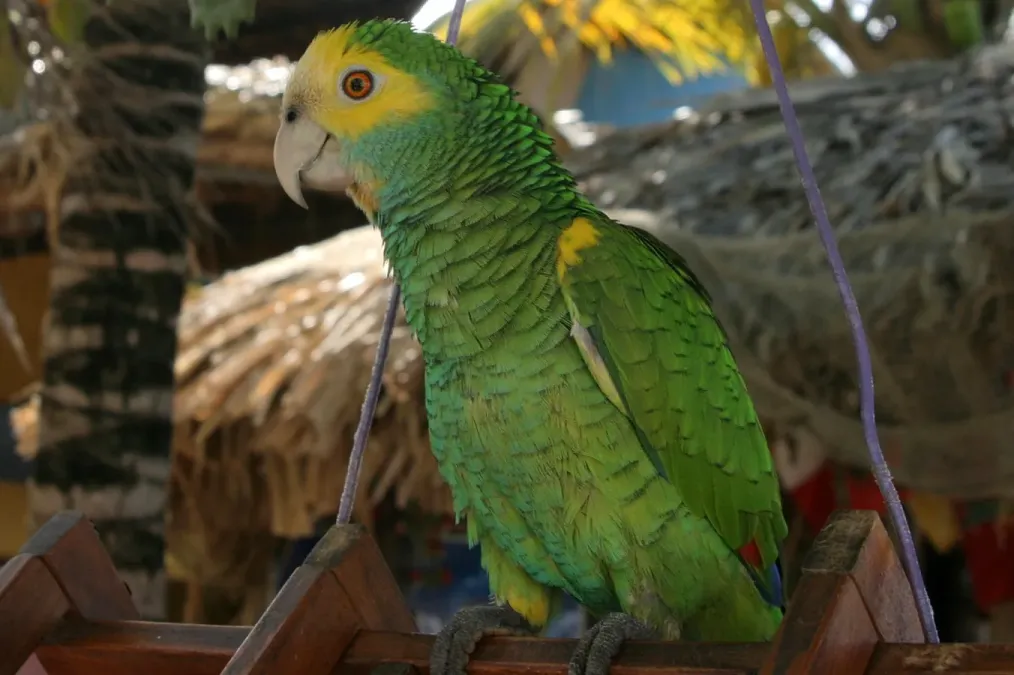 File:Amazona barbadensis -pet parrot-4.jpg