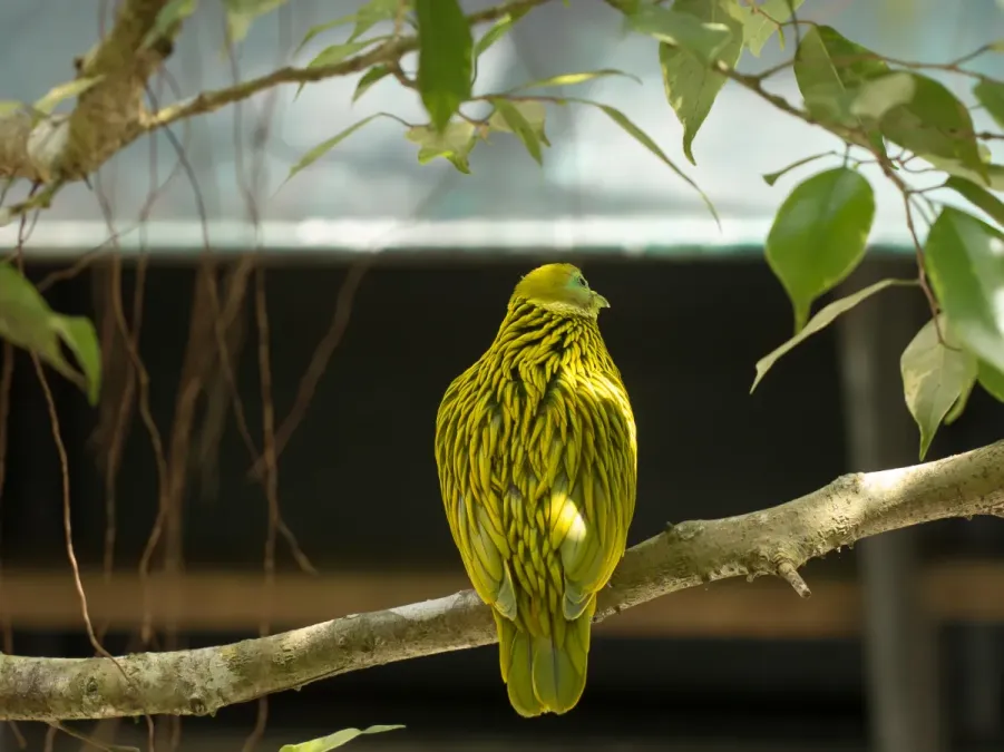 File:Ptilinopus luteovirens-1.jpg