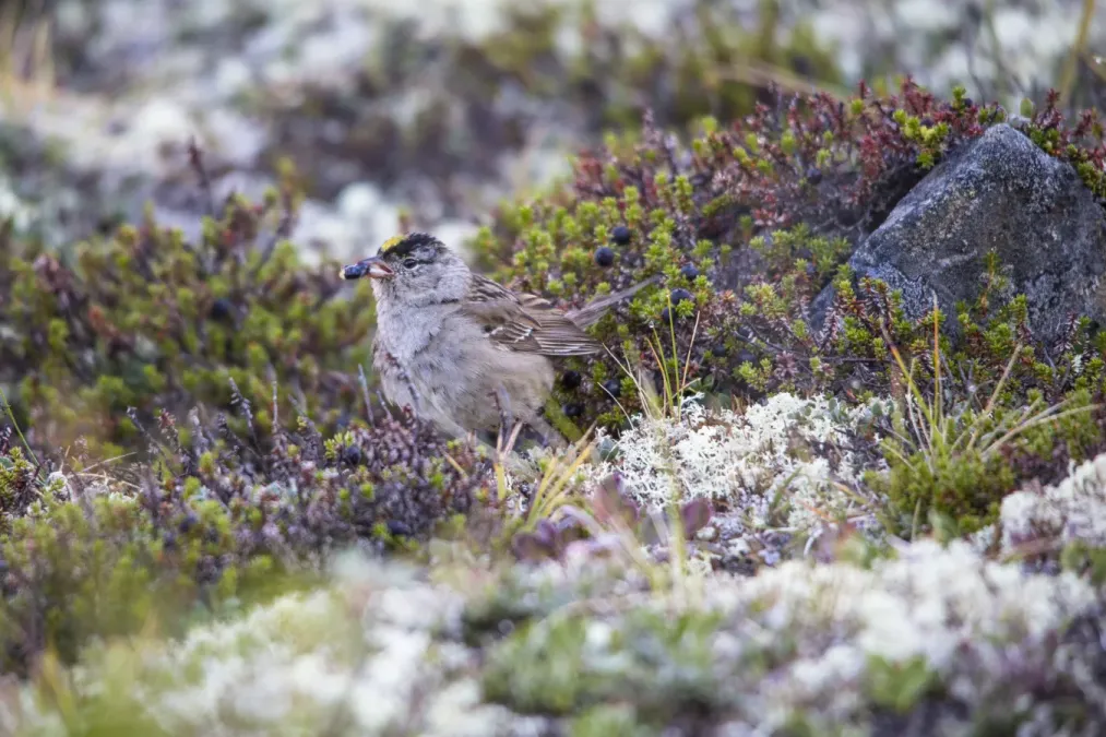 File:Golden-crowned Sparrow with Crowberry - Zonotrichia atricapilla (20860132384).jpg