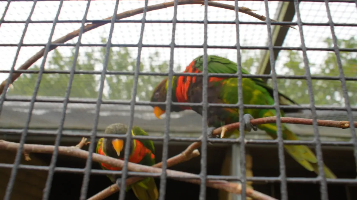 File:Mitchell's lorikeet (Trichoglossus forsteni mitchellii) at Birdworld 04.jpg