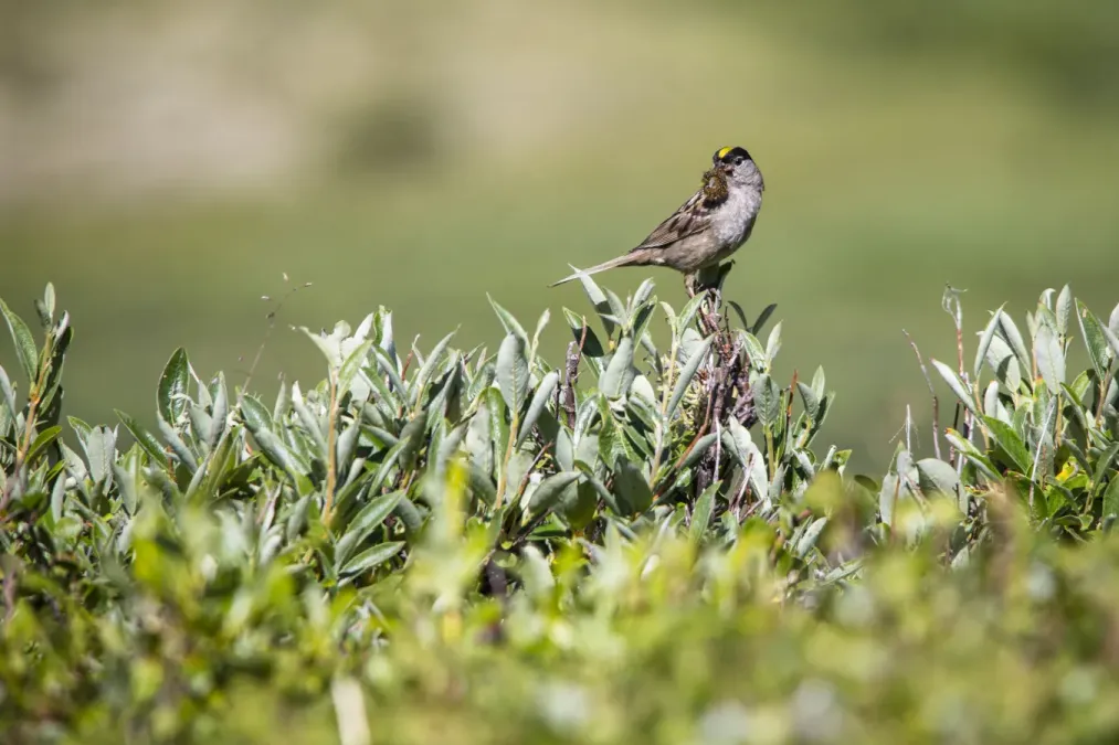File:Golden-crowned Sparrow with Caterpillar - Zonotrichia atricapilla (21474587862).jpg