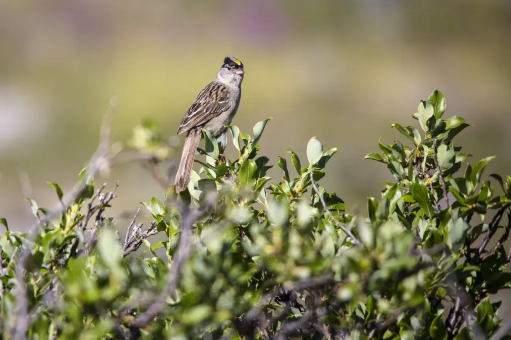 File:Golden-crowned Sparrow - Zonotrichia atricapilla (20864542053).jpg