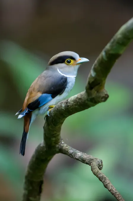 File:Serilophus lunatus by Jason Thompson.jpg