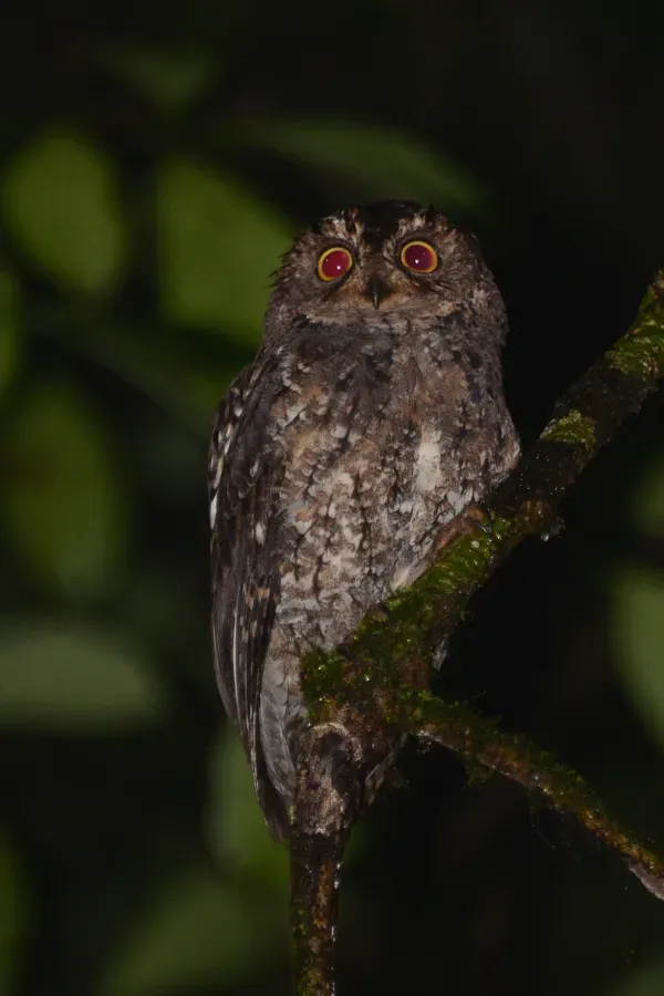 File:Otus manadensis - Mt Mahawu Protected Forest.JPG
