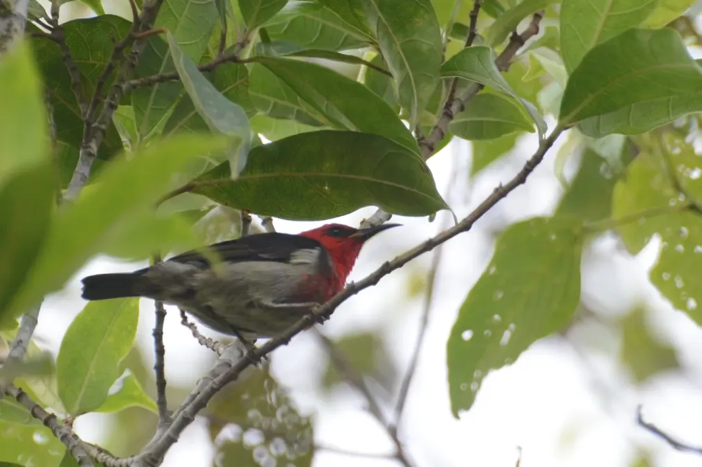 File:Myzomela chloroptera (1) - Mt Mahawu Protected Forest.JPG