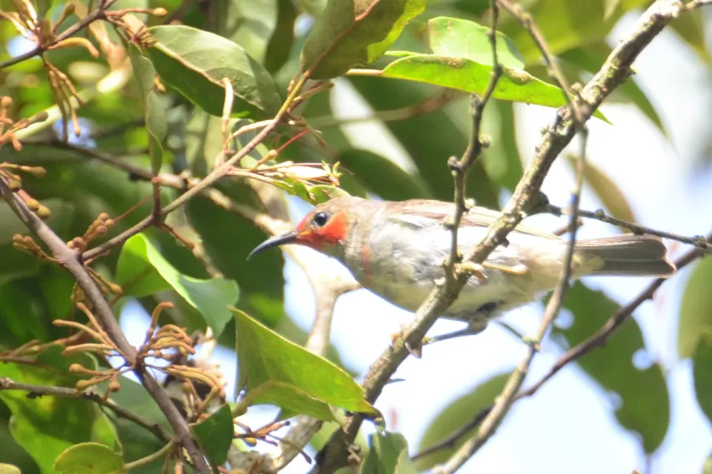 File:Myzomela chloroptera (2) - Mahawu Protected Forest.JPG