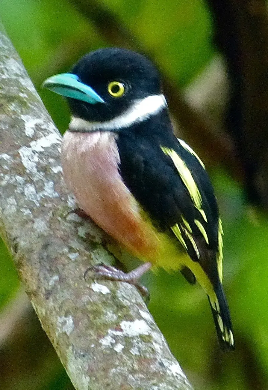 File:Black-and-yellow Broadbill (Eurylaimus ochromalus) (8071120621) (cropped).jpg