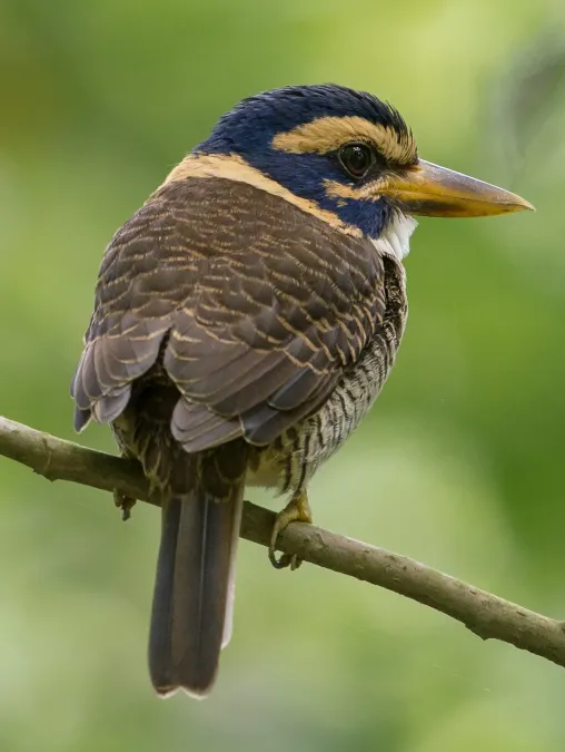 File:Actenoides princeps (cropped).jpg