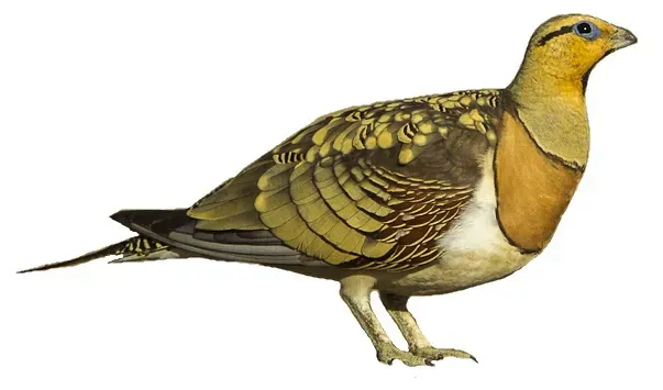 File:Pin-tailed sandgrouse (Pterocles alchata) white background.jpg
