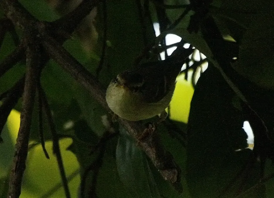 File:Blyth's Leaf-warbler Phylloscopus reguloides by Dr. Raju Kasambe IMG 2276 (6).JPG
